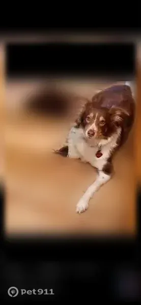 Lost dog, Riggans Way, 230, Wake Forest - brown and white, deaf, almost blind - photo