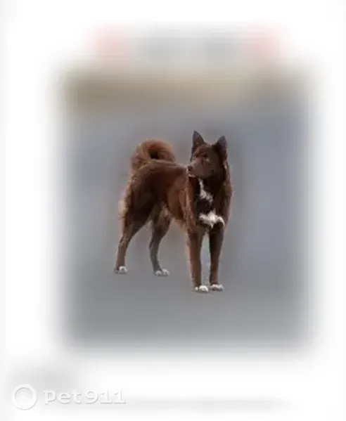 Lost dog, West Clark Avenue, 1920, Burbank, Arlington - male Australian shepherd - photo