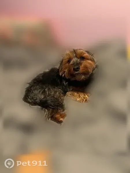 Lost dog, Seminole Avenue, Redford Township, Livonia - black and brown - photo