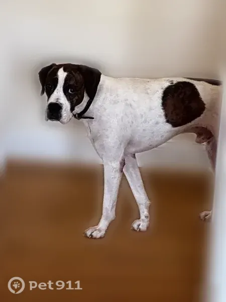 Lost dog, Haycraft Road, Owensboro, Detroit - white with brown brindle spots - photo