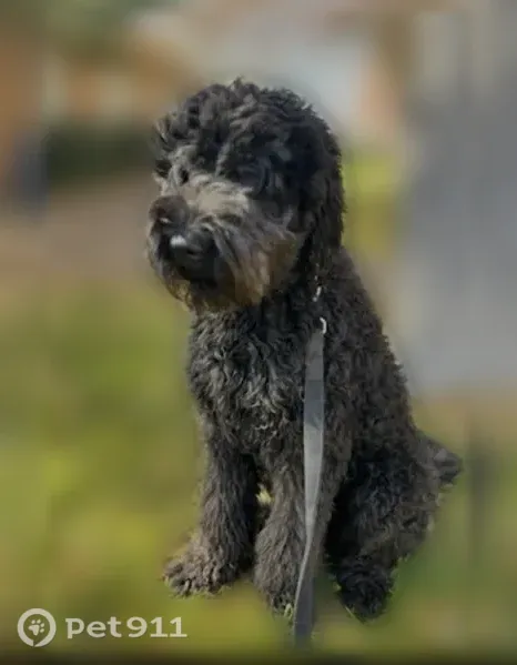 Lost dog, Northwest 104th Terrace, 1117, Orlando - black furry male - photo