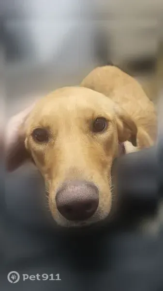 Lost dog, South Fisher Avenue, 197, Kewanee - skittish yellow Lab with a pink collar - photo