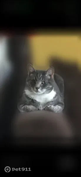 Lost cat, Oxford Street, 401, Vineland — grey tabby with 4 white paws - photo