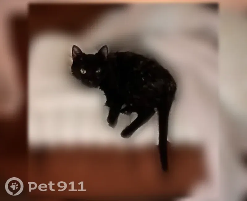 Lost cat, female, Ashborne Lane, 404, Simpsonville — tortoiseshell, black collar - photo