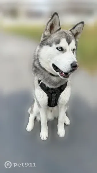 Lost dog, Wolf Creek Campground, Kamas - male Husky with blue eyes - photo
