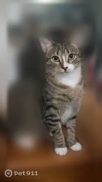 Lost cat, Flat Rock Road, Elkhart - female tabby with white chest - photo