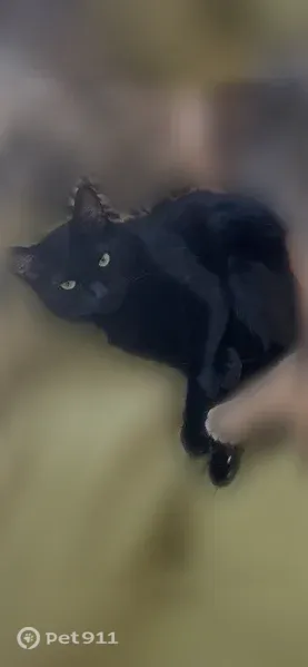 Lost cat, Edgemont Road, 10342, Edgemont, Arlington — male, all black, short fluffy tail - photo