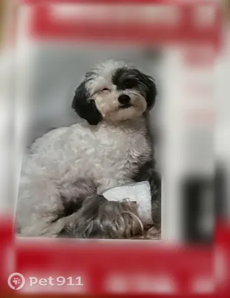 Lost dog, Via Sol Drive, Edinburg, San Antonio - female - photo
