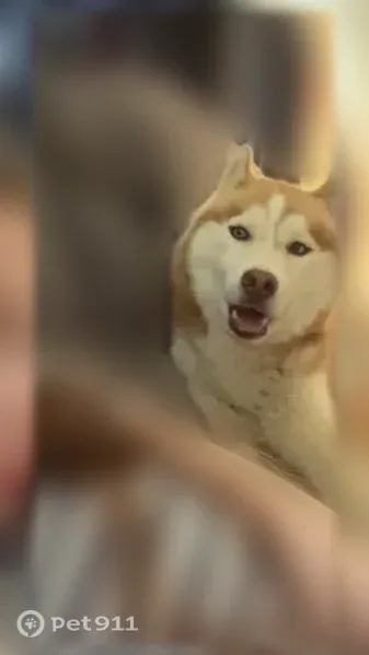 Lost dog, Dillard Road, 332, Enoree, Charlotte — friendly red husky - photo