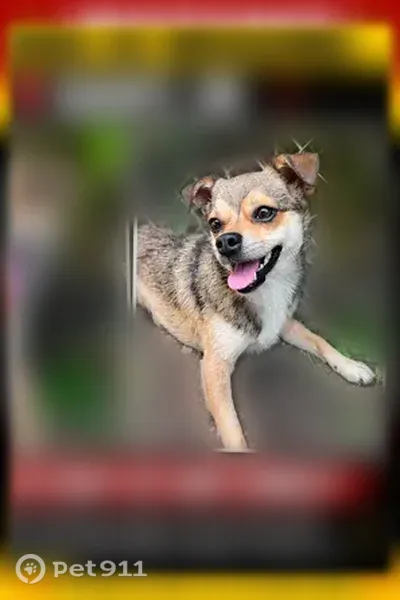 Lost dog, Fillmore Street, 1156, Gary — small brown dog with a touch of black - photo