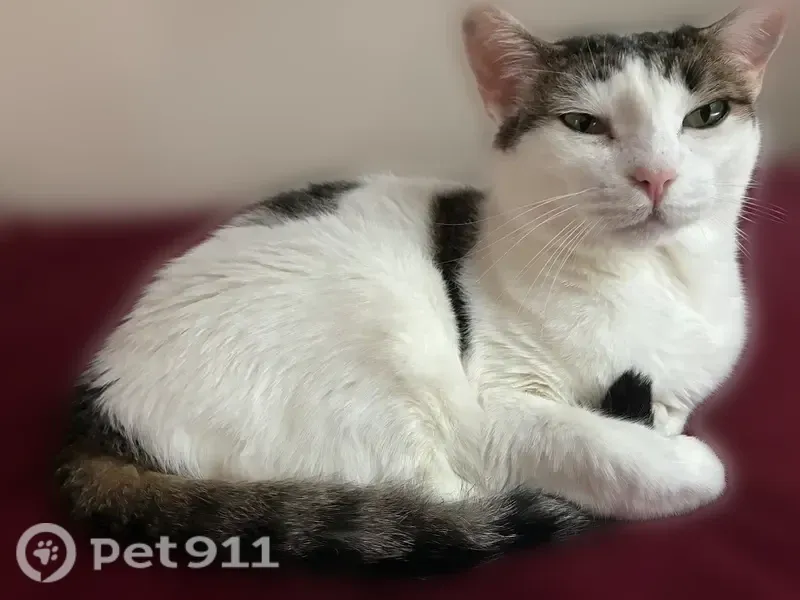 Lost cat, East 17th Street, 535, Brooklyn - female, microchipped - photo