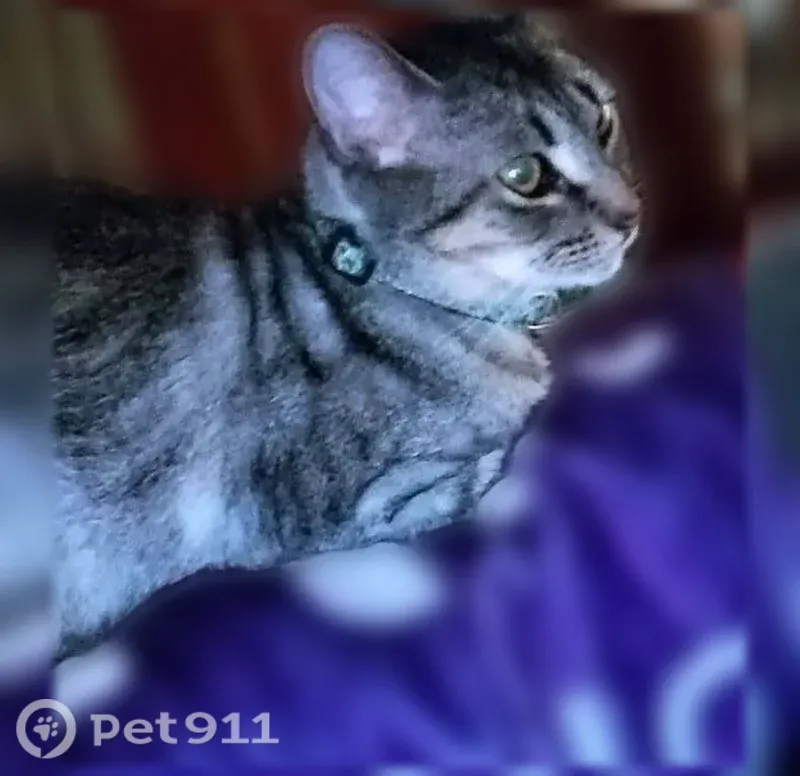 Lost cat, East Williams Street, Corunna — female, green collar - photo
