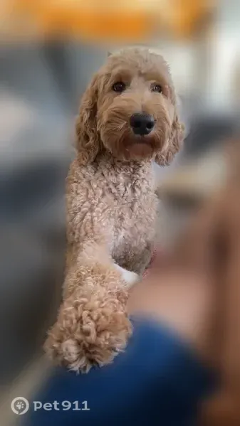 Lost dog, North 117th Avenue, 1350, Avondale, San Jose — male, super friendly - photo