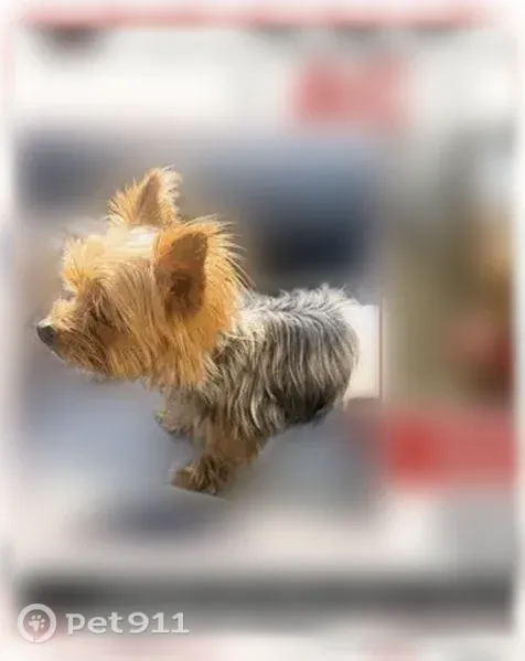 Lost dog, Garden City Drive, 4586, Stonecrest - male with a black collar and blue paw print pendant - photo