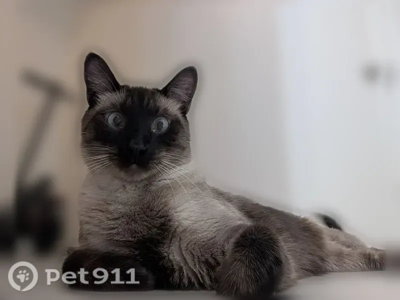 Lost cat, East 4th Street, 4141, Tucson - male, siamese coloring, dark brown triangle patch on chest - photo