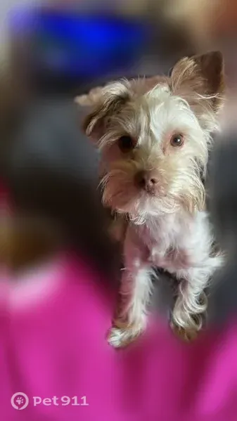 Lost dog, South 35th Street, Galesburg, Kalamazoo - female, friendly but skittish - photo