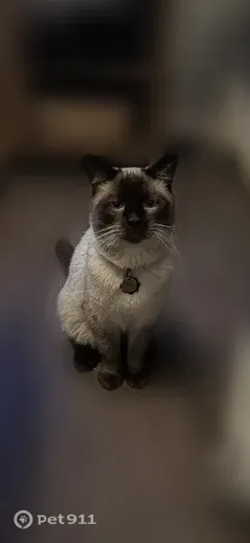 Lost cat, Ledgecrest Drive, 77, Worcester - male, blue eyes - photo