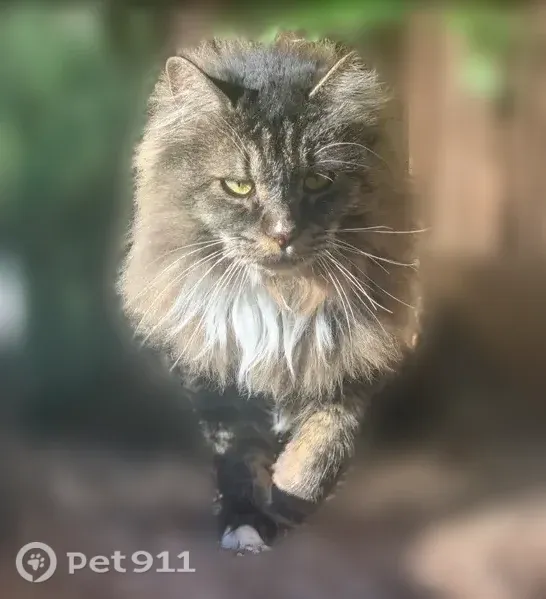 Lost cat, McCully Lane, 105, Jacksonville - 13-year-old long-haired grey and black Maine Coon - photo