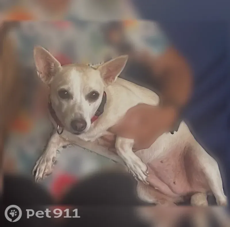 Lost dog, Kamaaha Avenue, 891, Kapolei - female, cream coat, very timid - photo