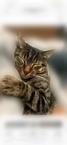 Lost cat, Walnut Hill Lane, 6130, Dallas — chipped male cat - photo