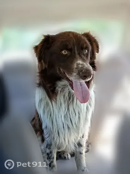 Lost dog, Left Fork Road, 2382, Lucasville - male Australian shepherd with an orange collar - photo