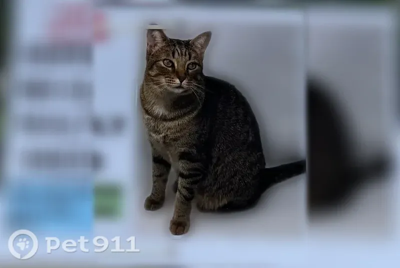 Lost cat, Trevinia Street, 7414, Columbus - older neutered tabby - photo