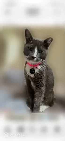 Lost cat, Cornelius, North Carolina, Monroe - female, gray and white tuxedo, clipped ear - photo