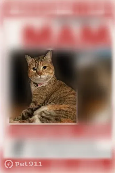 Lost cat, Friendship Road, Mickleton - female, with a bright pink collar and AirTag - photo