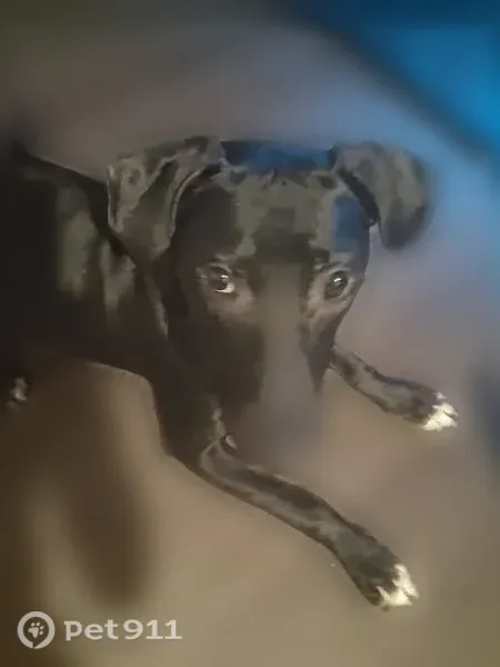 Lost dog, Northeast Couch Street, 18173, Portland - male, microchipped, orange harness with leash attached - photo
