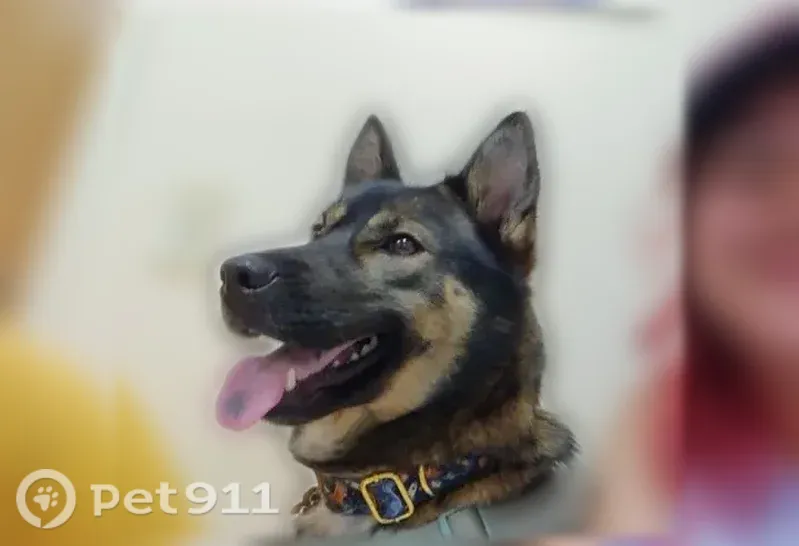 Lost dog, Cincinnati - small female with a light blue/teal harness - photo