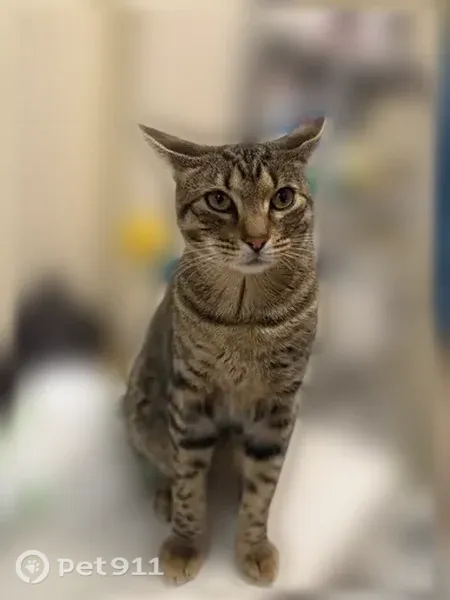 Lost cat, Old Country Road, 361, Hicksville - friendly, indoor cat - photo