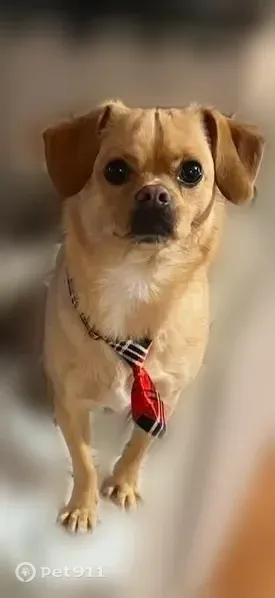 Lost dog, Antioch Road Northwest, 737, Powder Springs - very sweet and friendly - photo