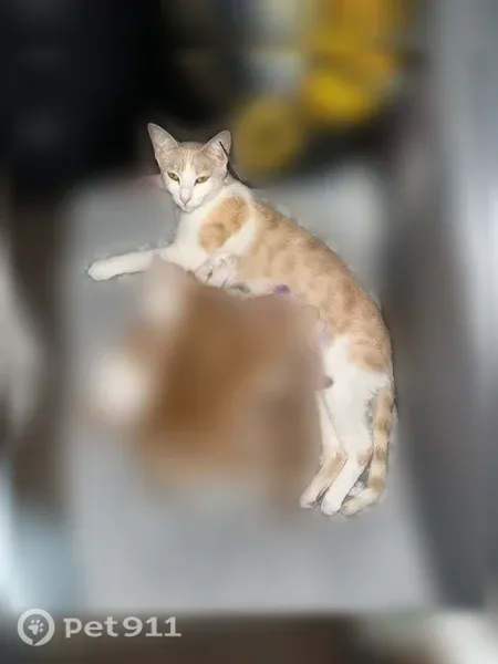 Lost cat, Stonelake Boulevard, 10011, Austin — female, thin, shaved belly - photo