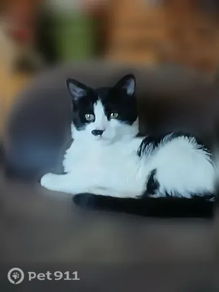 Lost cat, Bodily Street, 2383, Idaho Falls - female tuxedo cat with a half mustache - photo