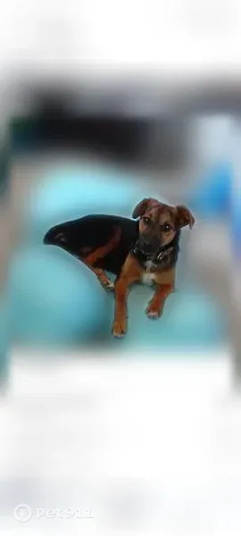 Lost dog, female, Hauser Lake, Idaho 83854, USA, Mullan - photo