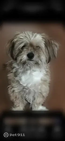 Lost dog, West Alexander Road, 6300, Las Vegas - microchipped male dog - photo