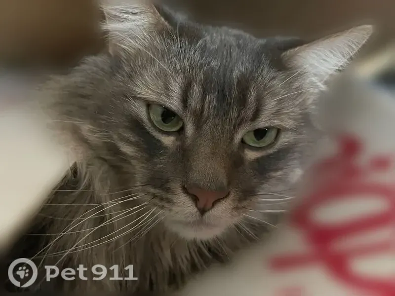 Lost male cat, Pepperridge Drive, 8555, Colorado Springs, Minneapolis - grey long-haired tabby, chipped, no collar - photo