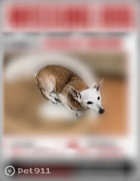 Lost dog, Pearl, Mississippi - male, brown body with white head/face - photo