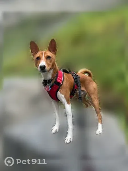 Lost dog male, Cambridge Avenue, 3196, Englewood Cliffs - tan/brown and white basenji - photo