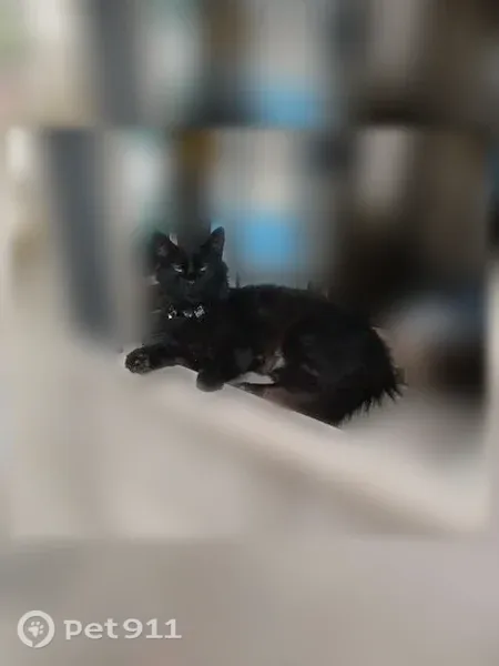 Lost cat, Mayfair Street, 5821, Taylor - black-brown coat, gray silver collar - photo