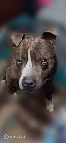 Lost dog, Rodney Road, 718, Calico Rock, Jordan - adult male blue nose pitbull with white markings - photo