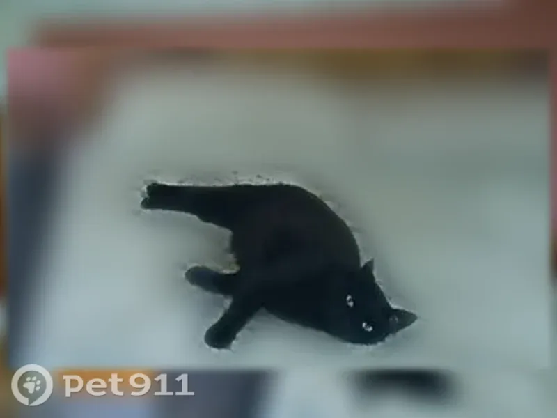 Lost cat, Beverly Road, 82, East Providence - completely black, shy - photo