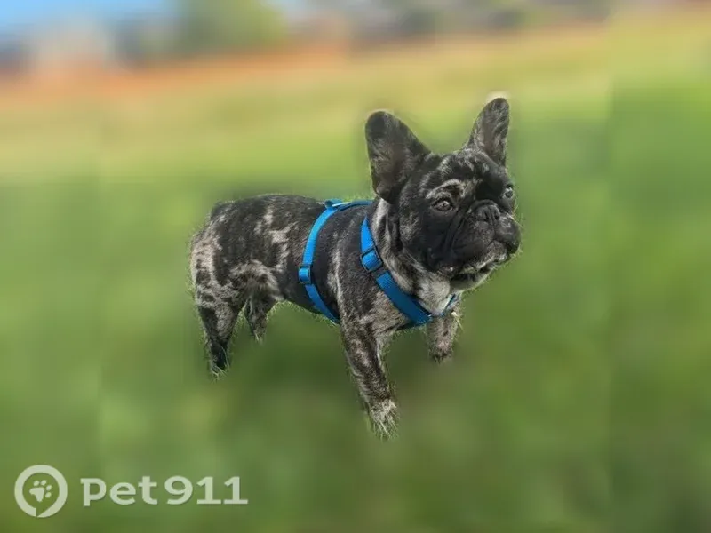 Lost dog, Green Court, 9410, Westminster — friendly black and spotted Frenchie - photo
