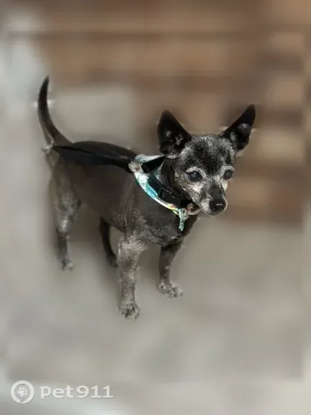 Lost dog, Davidson Avenue, 1813, Bakersfield - female, black with white markings - photo