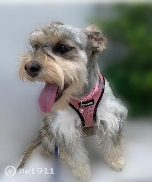 Lost dog, South 8th Street, 2965, Milwaukee - female - photo