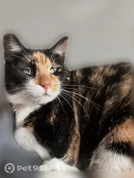 Lost cat, Tiger Eye Avenue, 705, Lowell - female, friendly, with collar and tags - photo