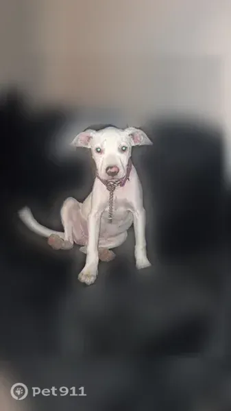 Lost dog, Flora Avenue, 900, Akron - 4-month-old all-white female puppy - photo