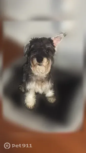 Lost dog, 16th Avenue, 2514, Columbus - male, grey and black with white stomach and chest - photo