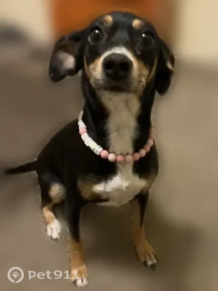 Lost dog, Morocco Court, 2812, Bakersfield - female Chihuahua/terrier mix with a pink True Religion collar - photo