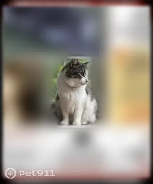 Lost cat, Kensington Metropark near the hike-bike trail, Milford - male gray-and-white long-haired cat with green eyes - photo
